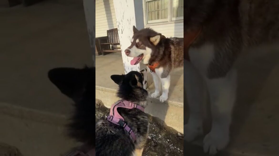 Moose & Raven The Alaskan Malamute Play Outside !! #live #dog #husky #nature