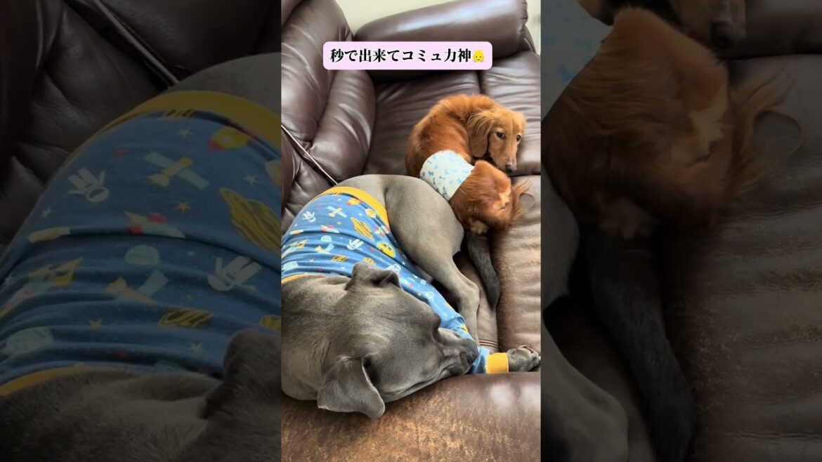 ピットブルってこんなに優しいの！？ #shorts #闘犬 #大型犬のいる生活
