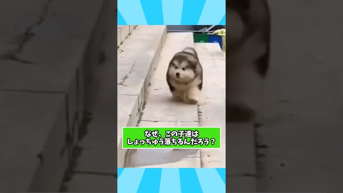 犬さんの動画見て笑ったら寝ろwww　#アラスカンマラミュート #笑える #大型犬のいる生活