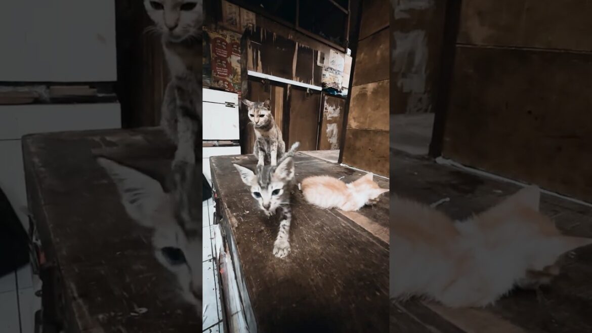 Kisah Keluarga Kucing yang Hidup di Dalam Lemari EP03 タンスの中で生きるネコ家族の物語 03 #shorts #catshorts #kucing Kisah Keluarga Kucing yang Hidup di Dalam Lemari EP03 タンスの中で生きるネコ家族の物語 03 #shorts #catshorts #kucing