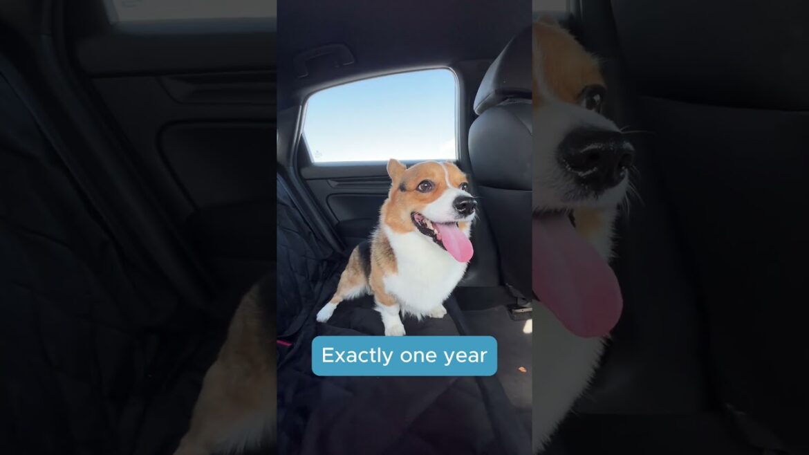 🎉🐶 Milo’s Project turns ONE today! 🐾💛