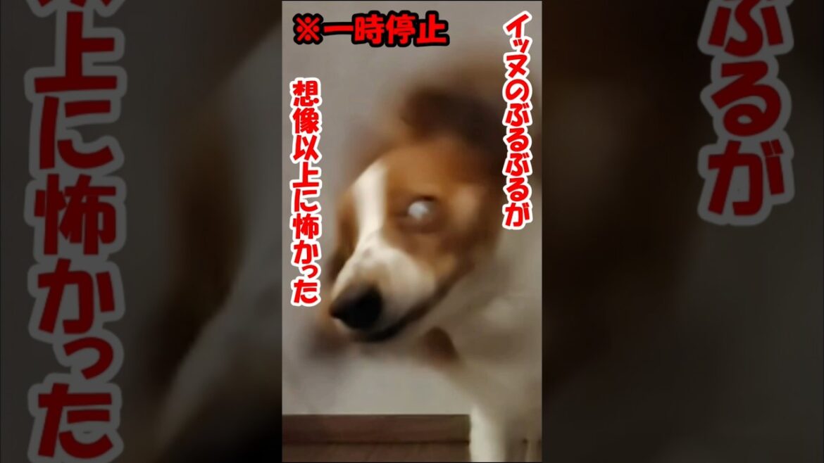 イッヌのぶるぶるが想像以上に怖かった #コーイケルホンディエ