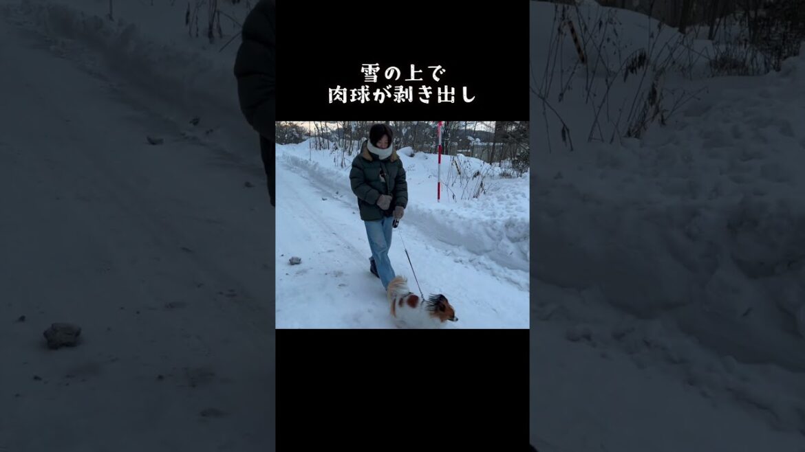 みんなやった事ある？　 #パピヨン #papillon #可愛い　#子犬お迎え