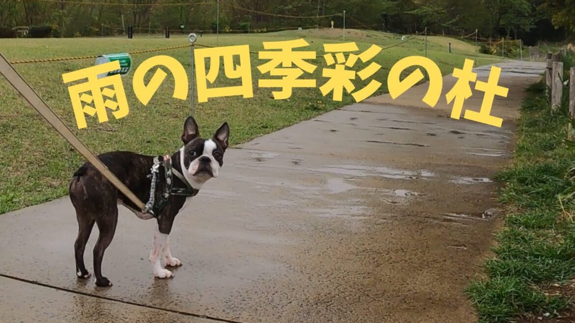 【ボストンテリア  ボステリ】青い瞳のネロ　雨の四季彩の杜　2025.4.13
