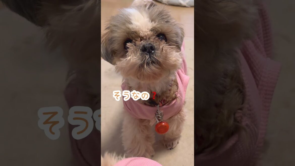 そうなの❓#シーズー #いぬ #犬 #マルシーズー #わんこ #マルチーズ #イヌ