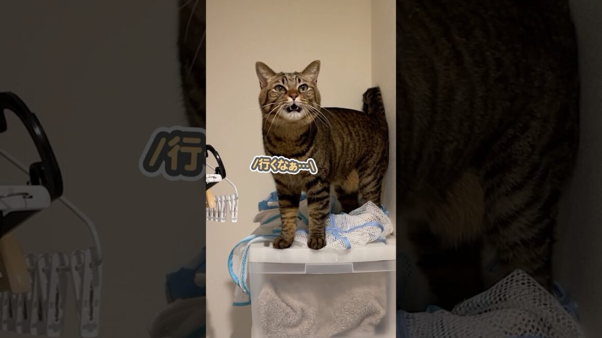 「行かないでぇ…」と超甘え声で引き止める、甘えん坊な猫