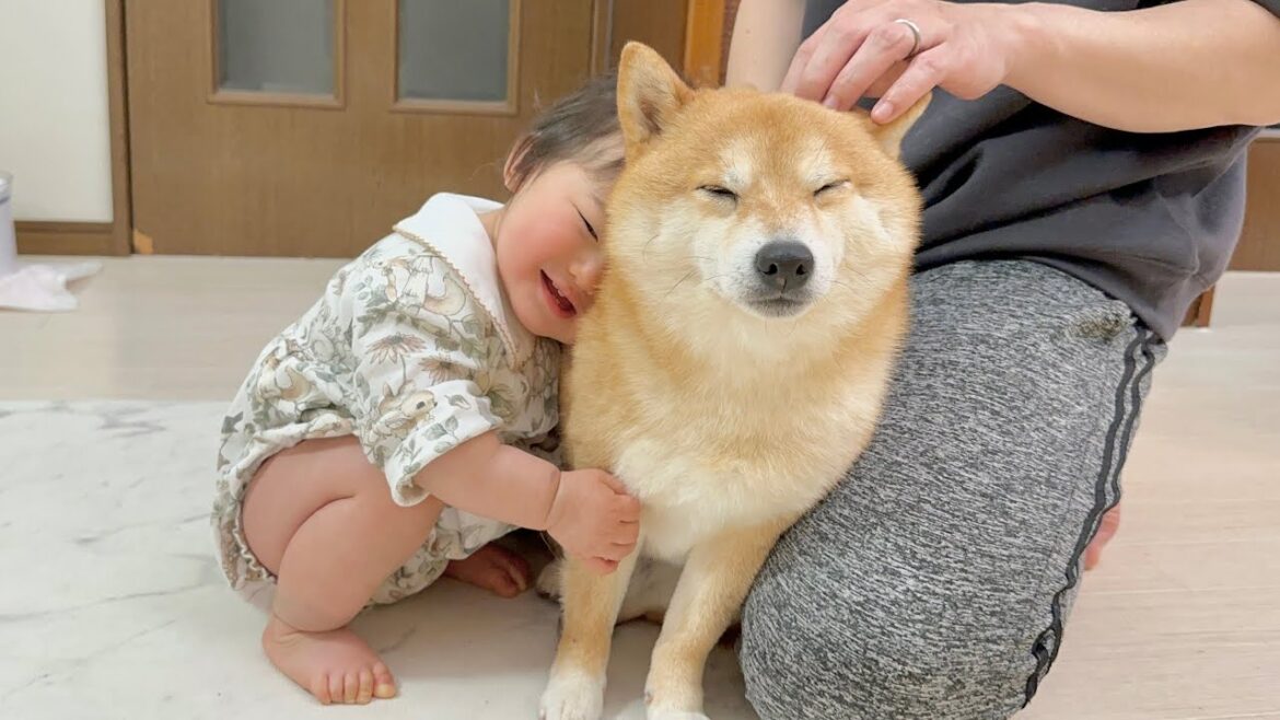 雷で怖がる豆柴を元気づけようとする0歳児と抱きついて貰い安心する柴犬