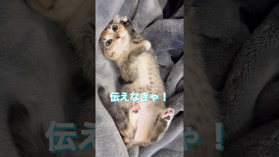 【えっほえっほ】#cat #アメリカンカール #子猫 #かわいい #癒し