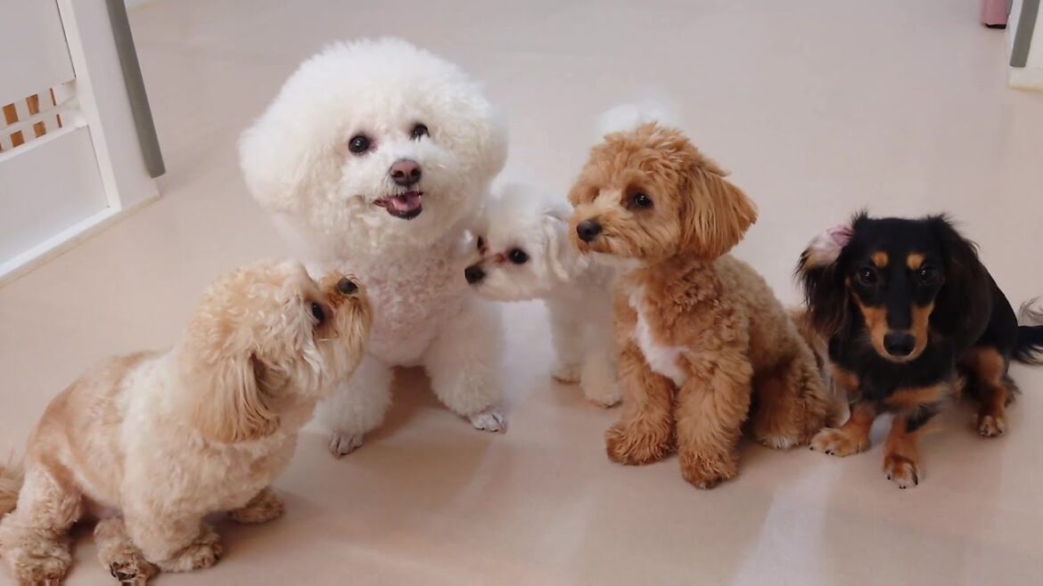 ビションフリーゼもちこファミリー？　🐶ひみつきちなう！①🐶  2025年4月15日