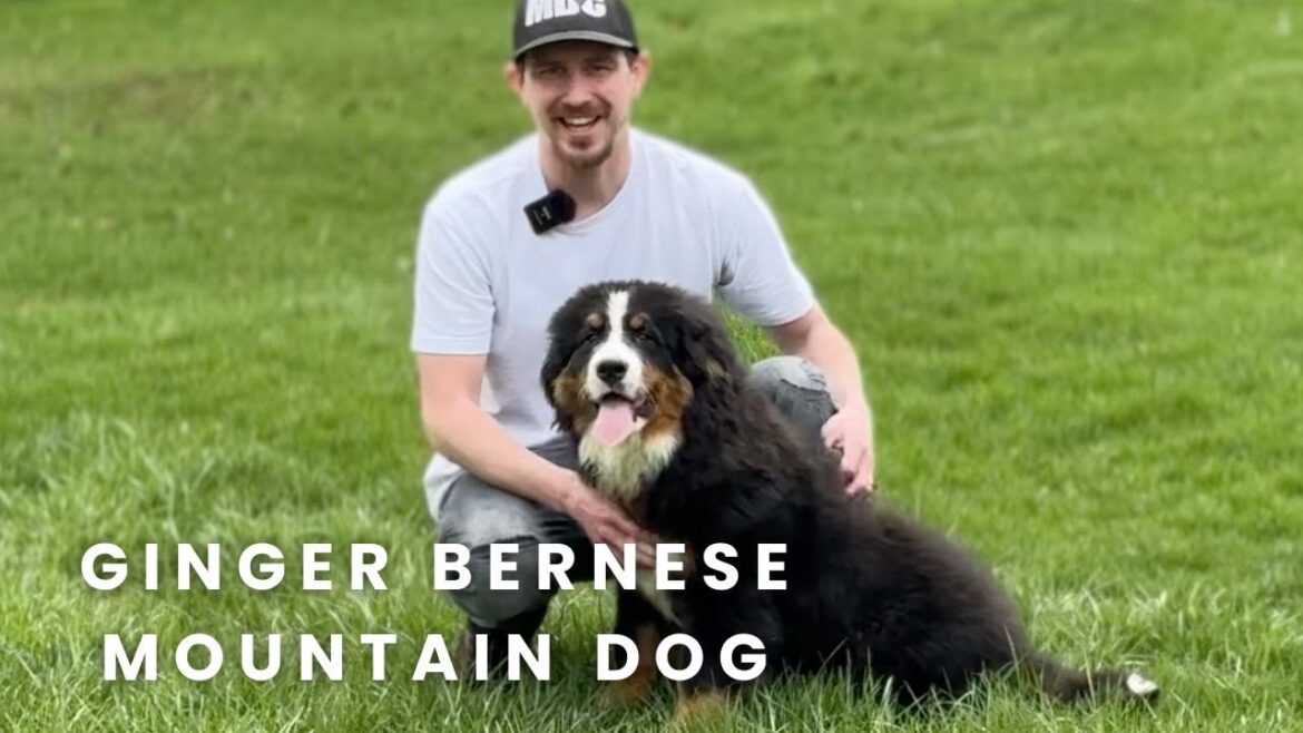 Ginger Our Bernese Mountain Dog Puppy Here at Mountain Dog Companion! Ginger Our Bernese Mountain Dog Puppy Here at Mountain Dog Companion!