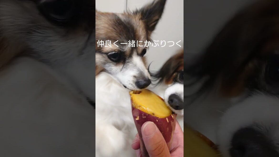 かぶりつくほど大好きな焼き芋に夢中な犬達 #犬のおやつ #犬のいる生活 #パピヨン