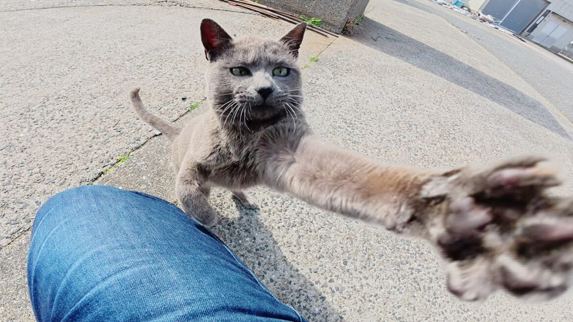 ロシアンブルーみたいな猫がワイヤレスマイクを強奪してきた