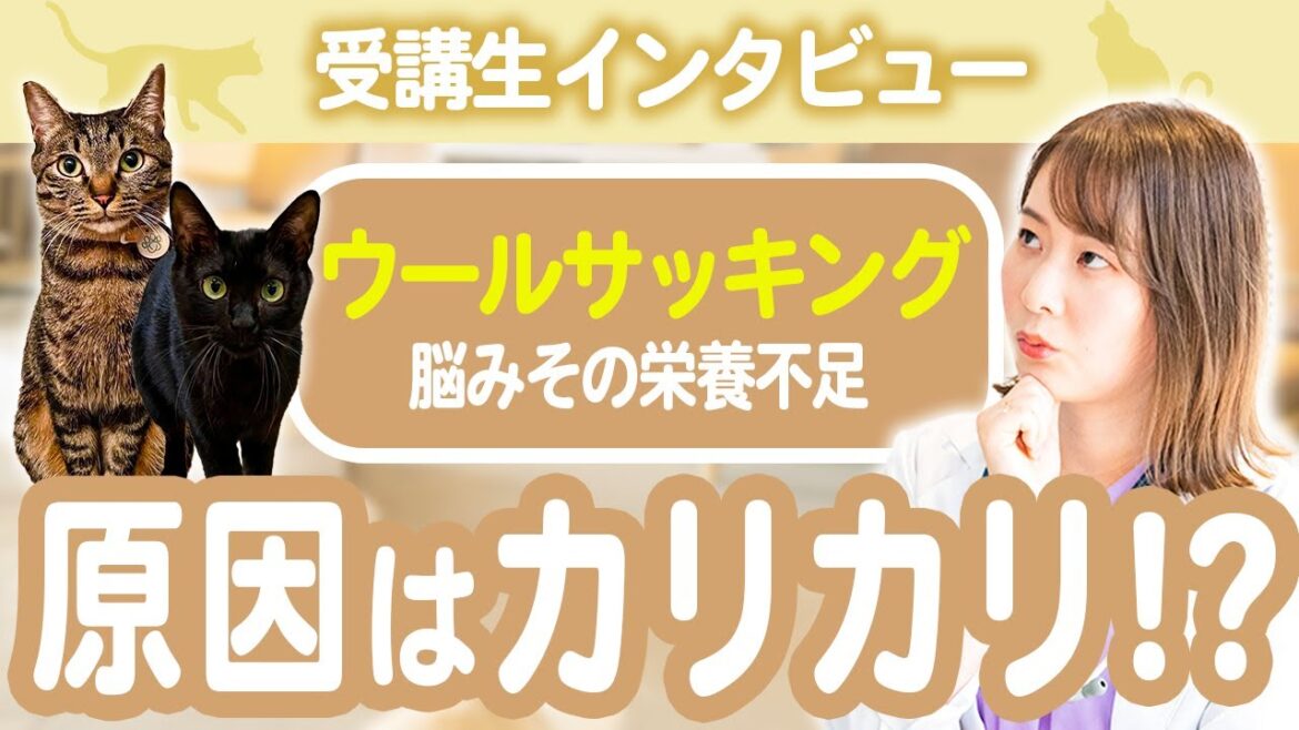 【指導実績】猫ちゃんの食べるキャットフードが原因で…脳みその栄養不足?! 【指導実績】猫ちゃんの食べるキャットフードが原因で...脳みその栄養不足?!