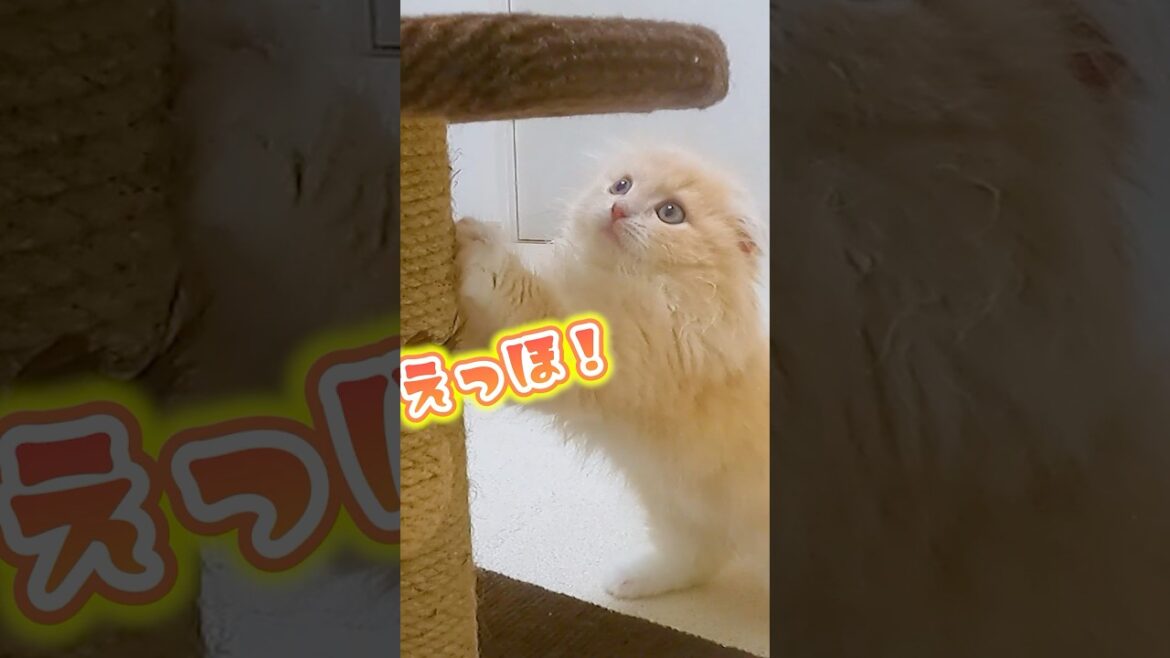 アンパンマンはつぶあんって伝えなきゃ #shorts #猫 #スコティッシュフォールド #cat