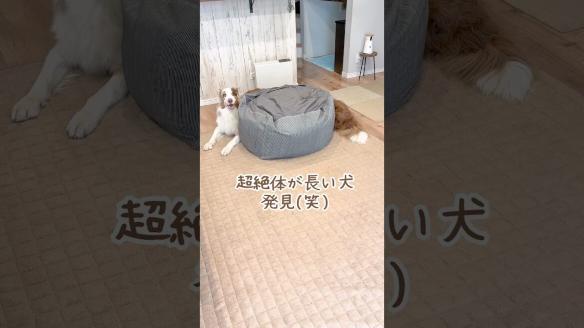 とんでもなく体が長ーい犬を発見しました😂【ボーダーコリー・オーストラリアンシェパード】#shorts
