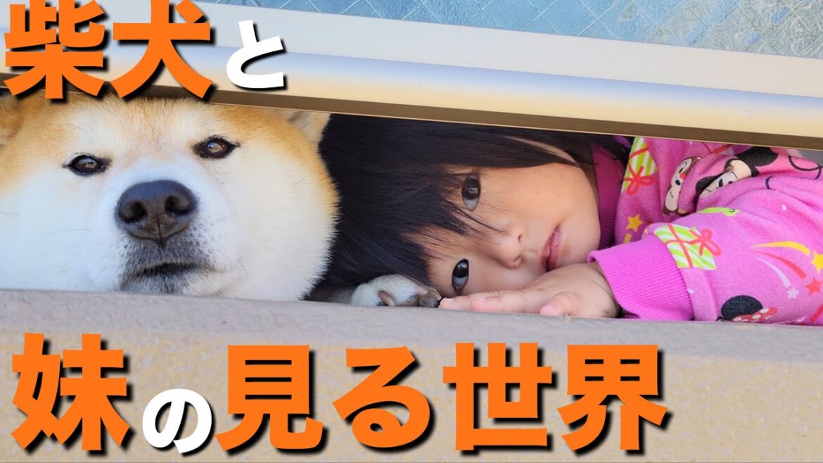 １日に何度も、柴犬がいるベランダへ行く１歳児。理由を考えると心にしみる