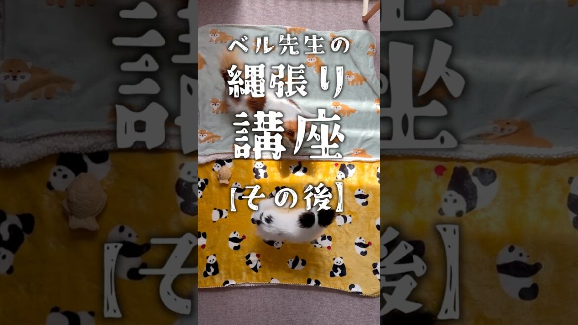【続編】縄張り講座のその後　 #パピヨン #papillon #可愛い　#子犬お迎え