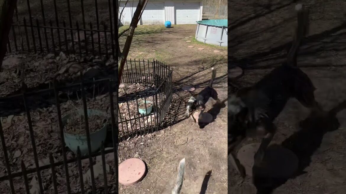 Day in the life of my cattle dog #dog #australiancattledog #blueheeler