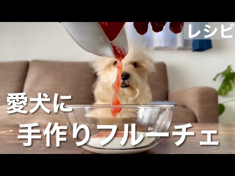 【レシピ】愛犬に手作りフルーチェ風を作った!レイクランドテリア 【レシピ】愛犬に手作りフルーチェ風を作った!レイクランドテリア