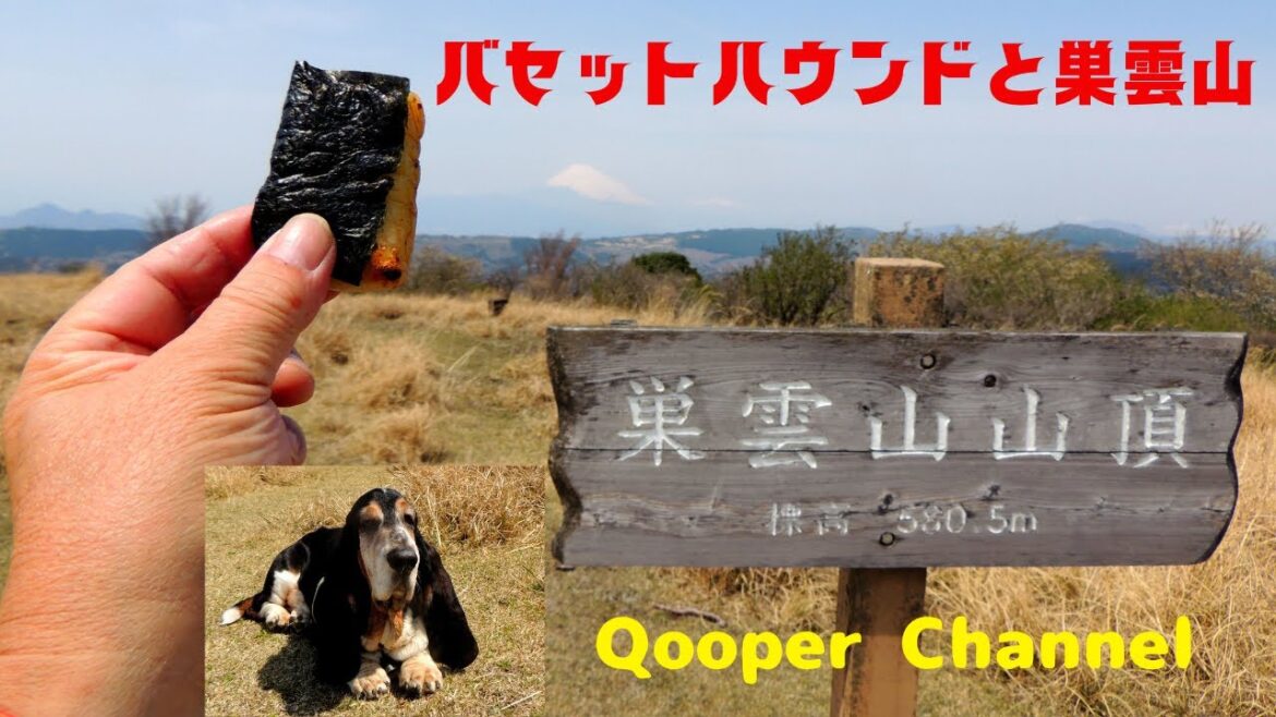 バセットハウンドと巣雲山