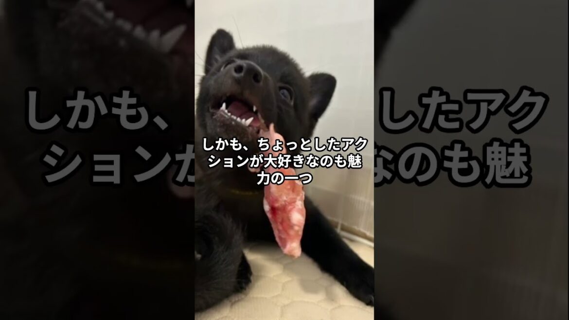 #スキッパーキ　#柴犬