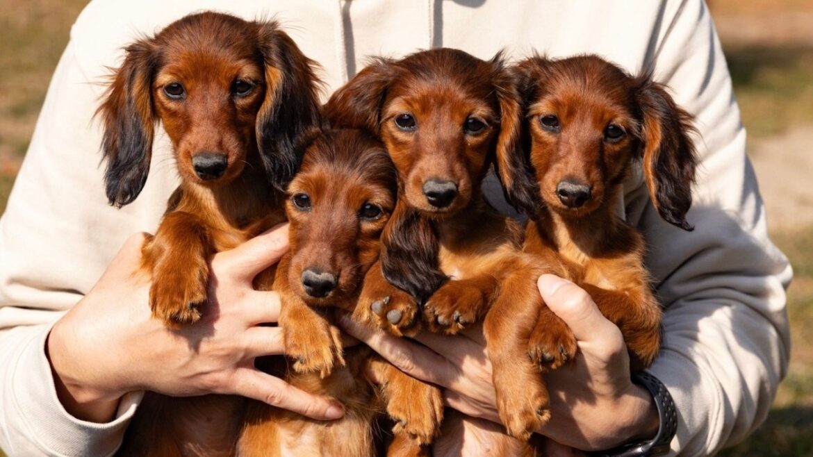 【成長記録】マリアの仔犬たち、春の土に出会って爆走はじめました