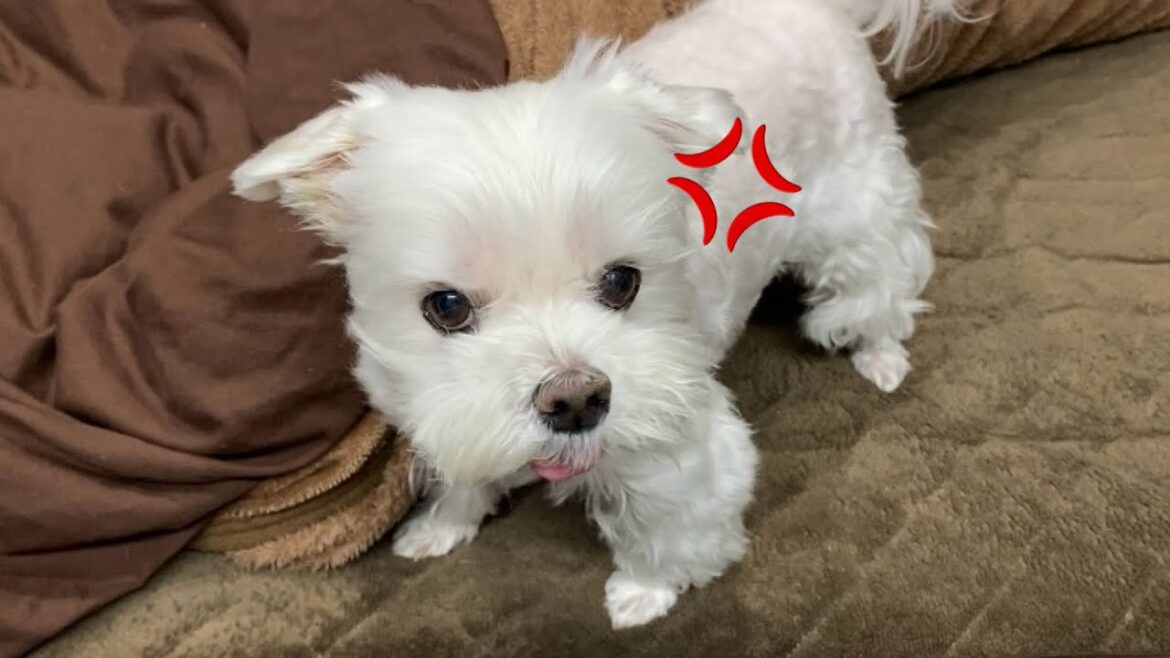 仕事ばかりしているママに愛犬がブチ切れてしまいました