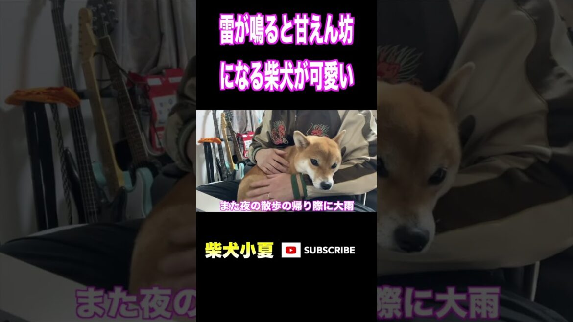 雷が鳴ると甘えん坊になる柴犬が可愛い