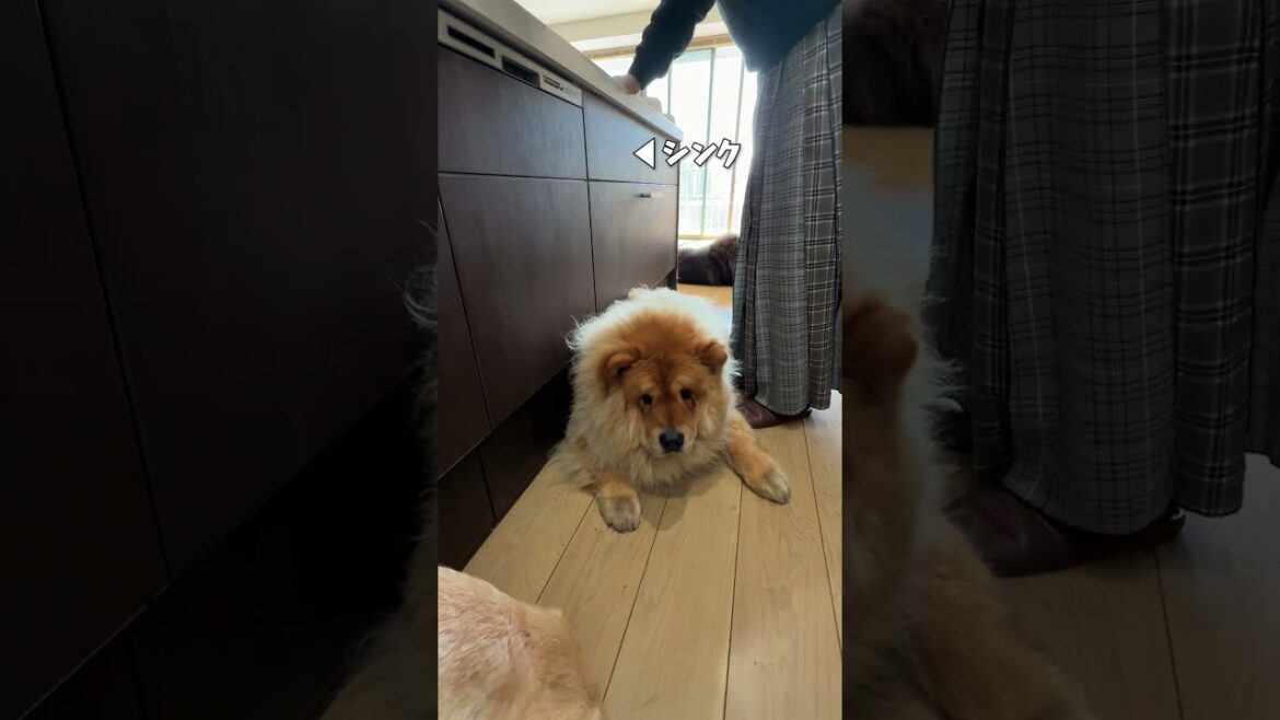 絶妙に邪魔な場所にいる犬【チャウチャウ】【大型犬】＃Shorts