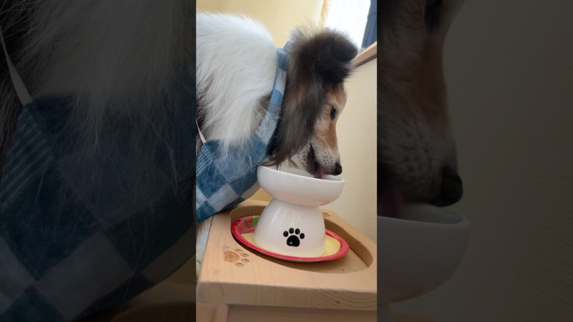 今日も安定の下手くそ水飲み😆 #シェルティ #シェットランドシープドッグ #sheltie #shorts 今日も安定の下手くそ水飲み😆 #シェルティ #シェットランドシープドッグ #sheltie #shorts