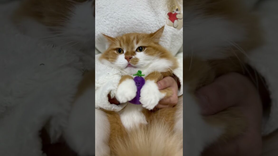 うにも召喚してみました！ #shorts #猫 #マンチカン #短足マンチカン #cat #munchkin