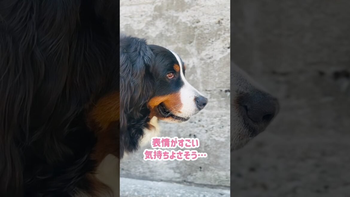 朝のお散歩で極上マッサージ❤️嬉しそうなバーニーズ🐾