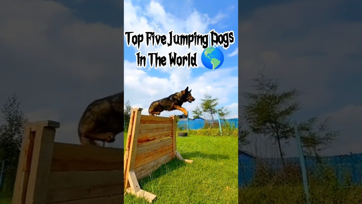 (Top 5 High Flyers)🐶💥