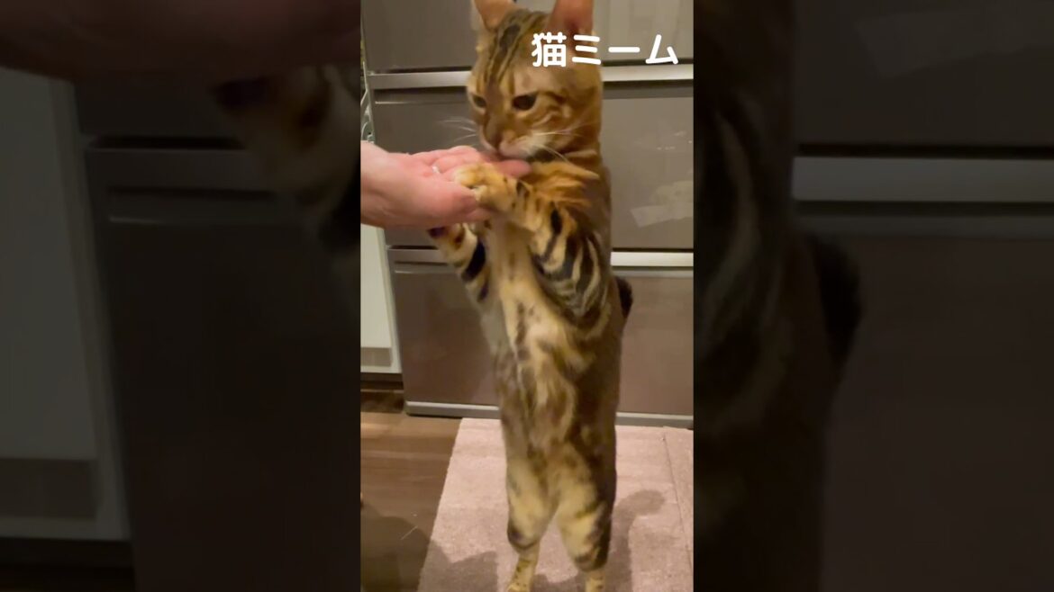 【毎日が猫ミーム】興奮しすぎて、立ち続けるベンガル猫のうりくん。#猫ミーム #猫のいる暮らし #youtube #cat #ねこ #ベンガル