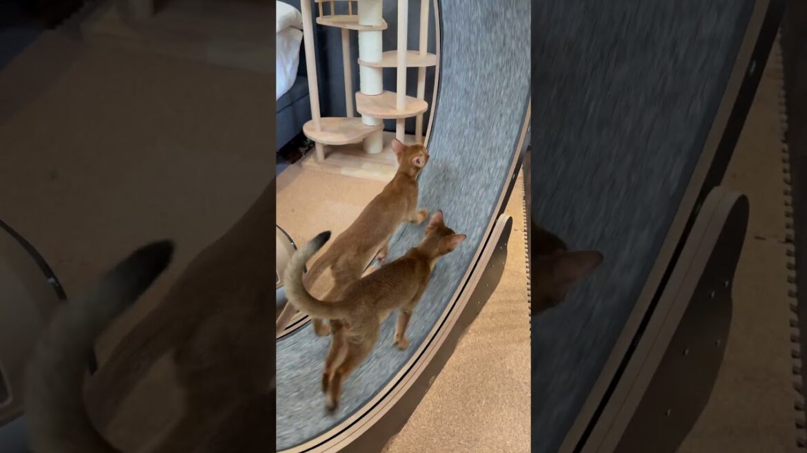 20250415#アビシニアン #abyssinian #cat