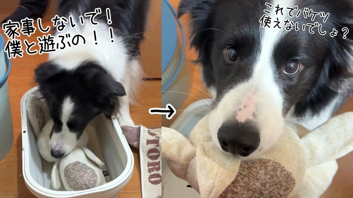 家事を阻止してママと遊びたいボーダーコリーの作戦があざと可愛いすぎた…