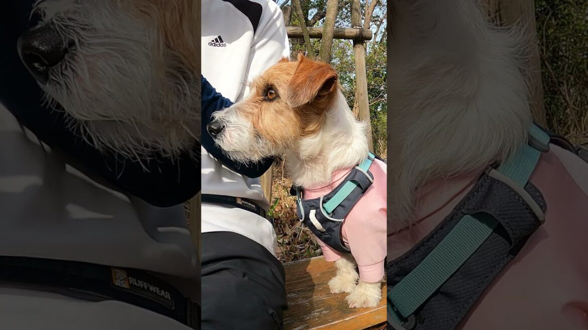 最高の集中力を発揮する時 #ジャックラッセルテリア  #jackrussellterrier #癒し