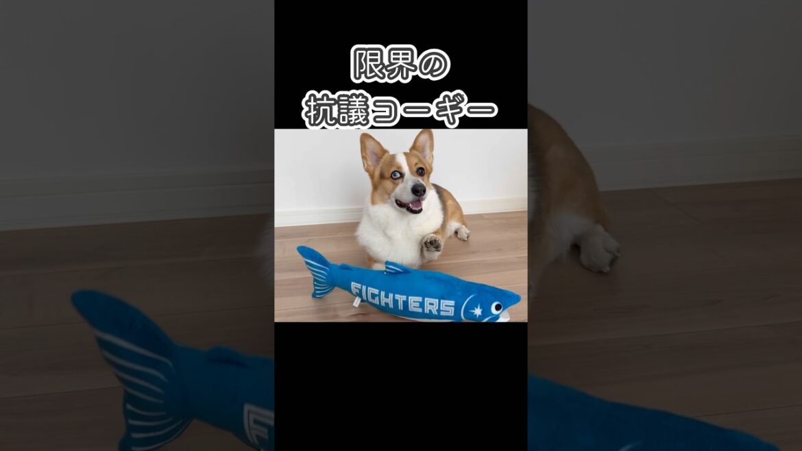 飼主に抗議コーギー #コーギー #おこげ #黒コギ #トライカラー #黒コギおこげ  #dog #animals #corgi #しゃけまる #抗議 #抗議コーギー