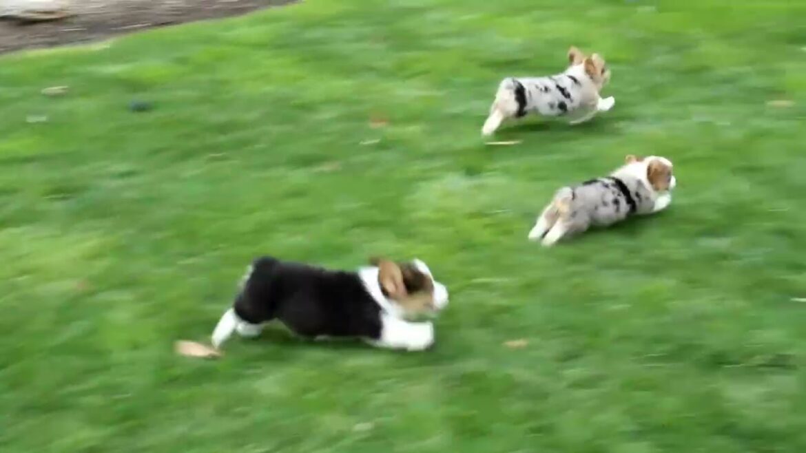 Pembroke Welsh Corgi Puppies For Sale