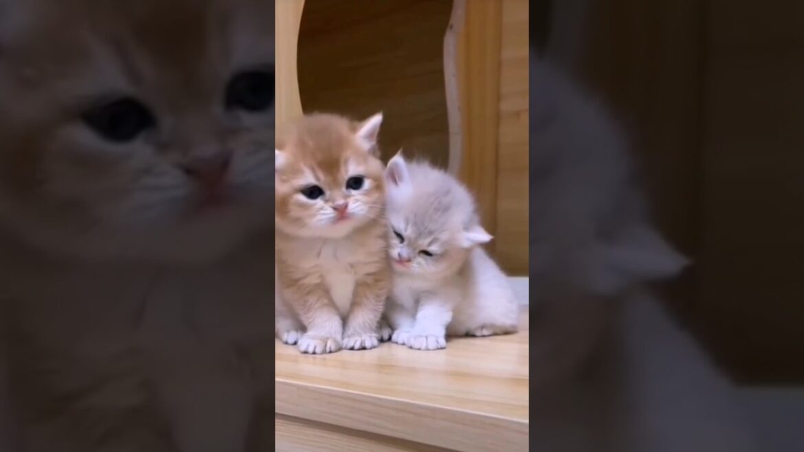 Sleepy kittens😴 #adorablepets #cat #catlover #sleepy #cute #pets #youtubeshorts #fyp #fy #shorts