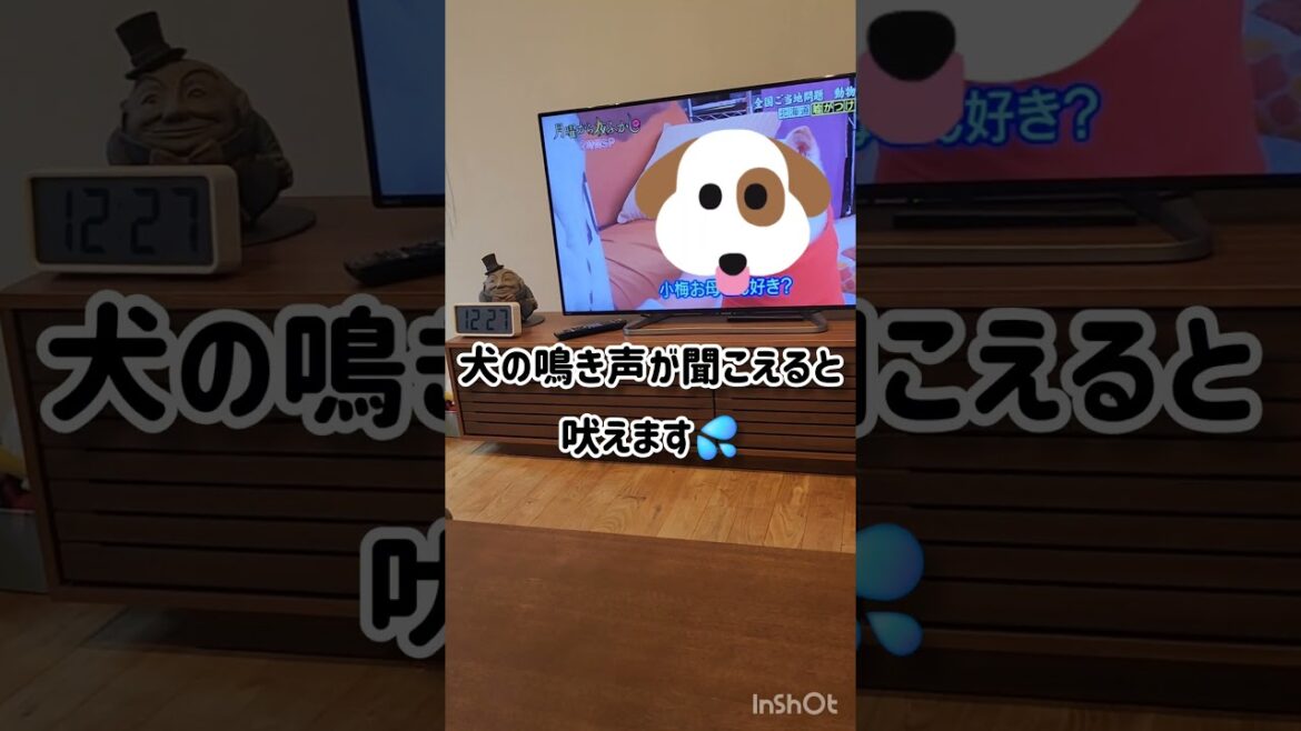 犬の番組が観たい #shorts #トイプードル #アメリカンコッカースパニエル #キャバリアキングチャールズスパニエル #3ワン