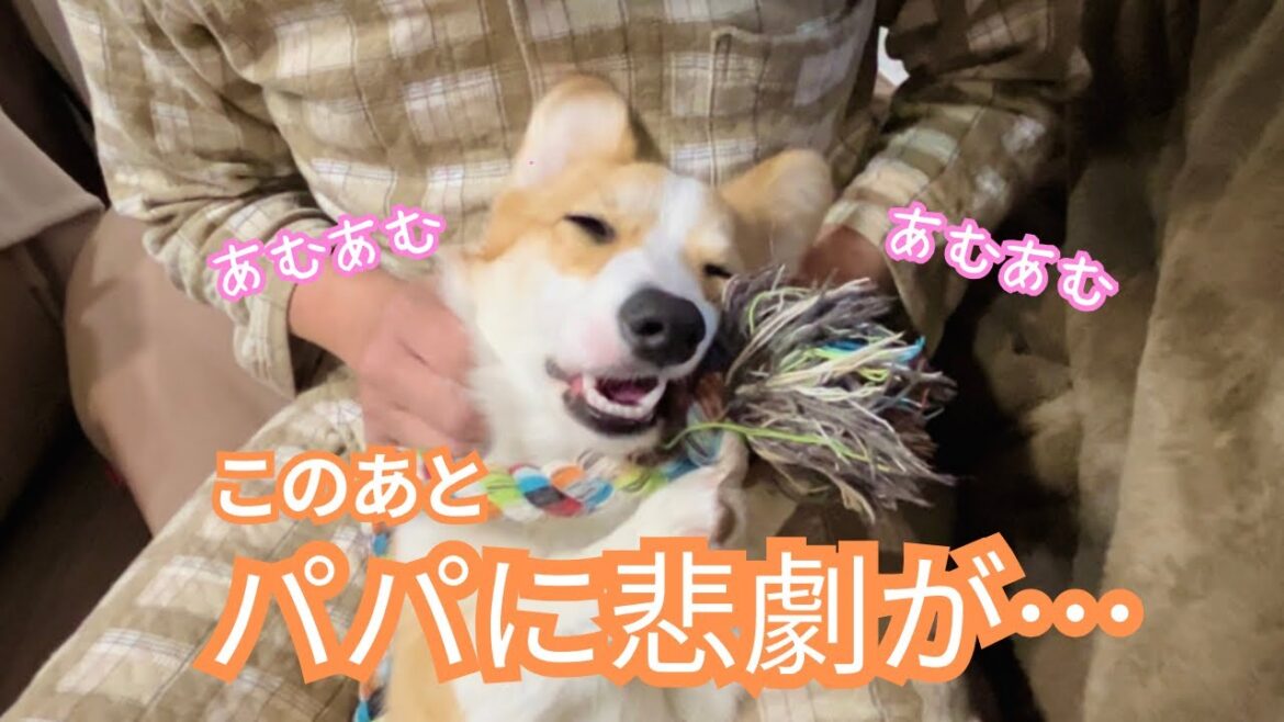 【第146話】おてての使い方が上手なコーギー【コーギー犬】