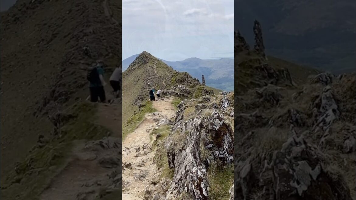 ⛰️🐕A GREAT hike with our dogs! #snowdon #mountainviews  #hikingwithdogs #beardedcollie #shorts