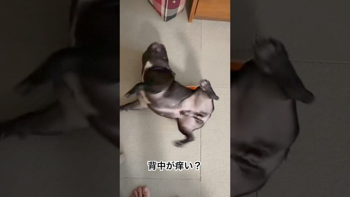 【本日の凛さん】背中が痒くてたまらない？フレンチブルドッグ🐶#frenchbulldog #frenchie #frenchbulldoglife #shorts