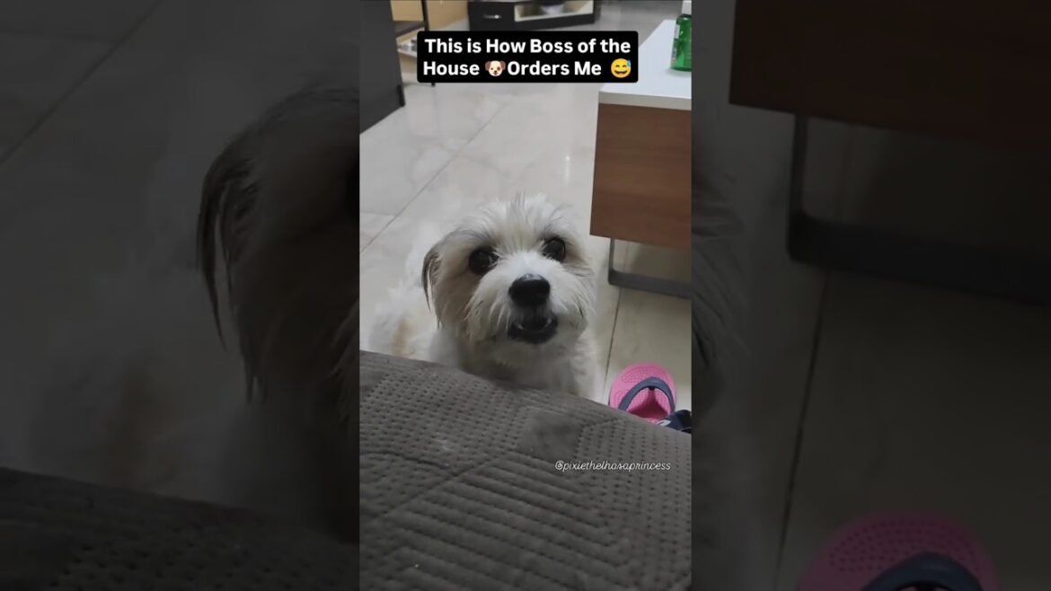 Rulebook of dog: Why You Never Own a Lhasa. They Own YOU! #LhasaApso #DogComedy #Shorts #funny