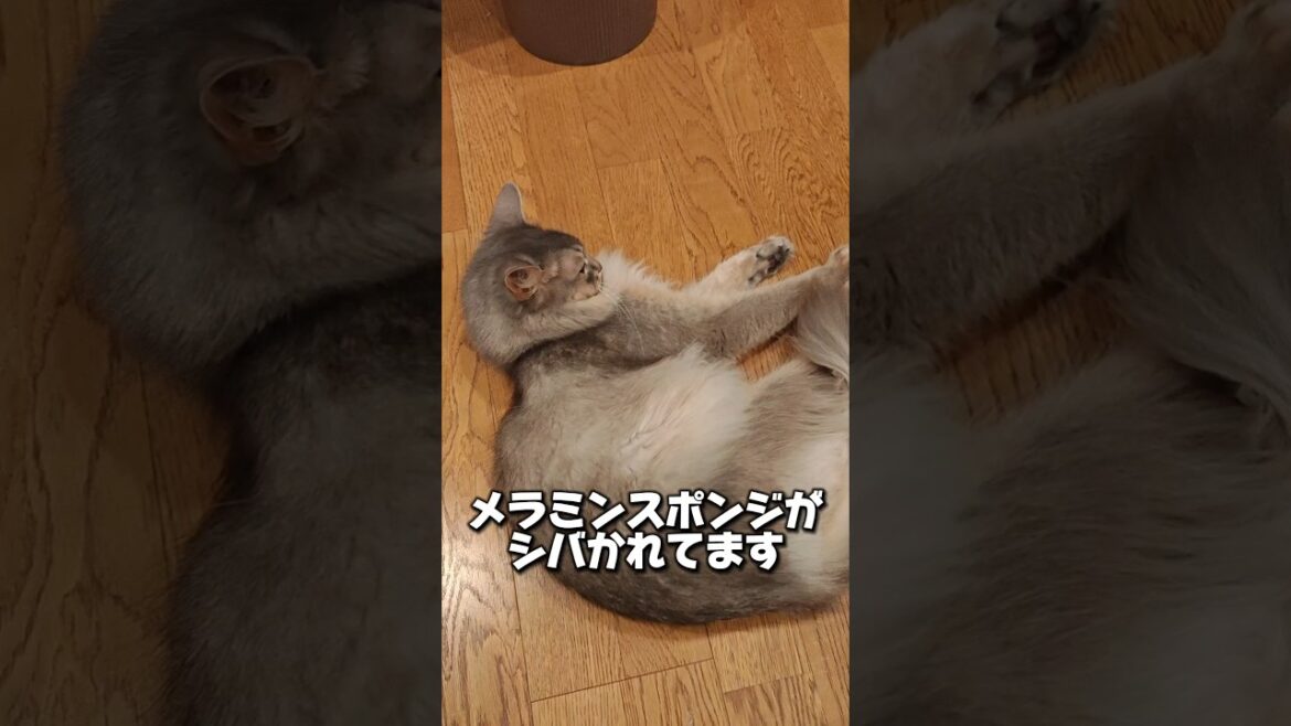 【猫動画】ノリノリなソマリと、ドン引きするベンガル　#cat  #cats #shorts #猫 #ねこ