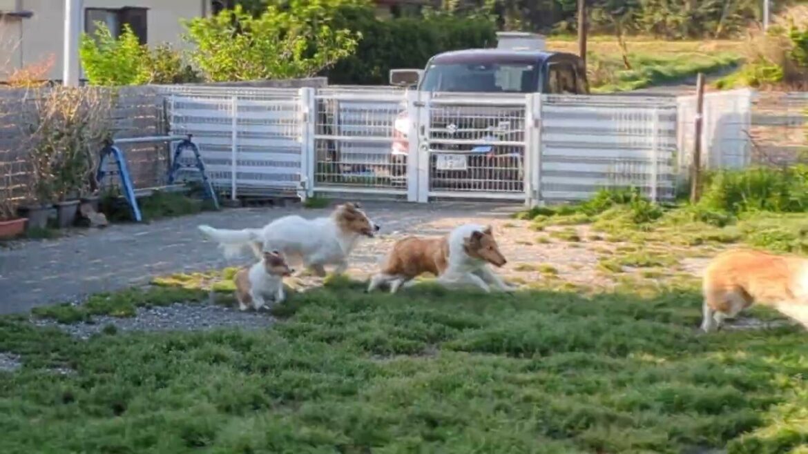 ﾗﾌｺﾘｰ　Motherlake Collies　ピコの子　生後55日目　04132025