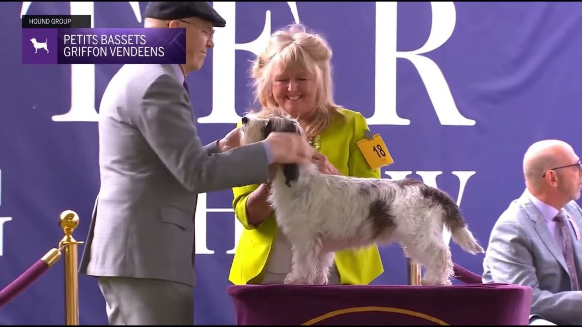 Petit Basset Griffon Vendéen　WMKC DS 2023