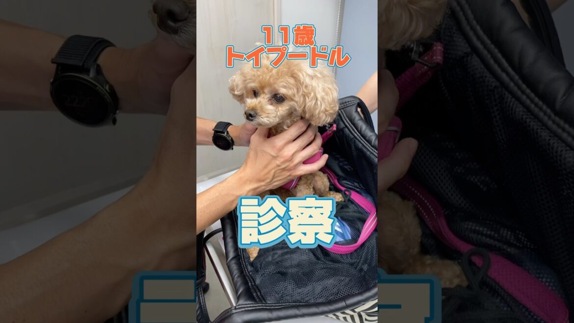 下痢が止まらない11歳のトイプードルが動物病院にやってきた！