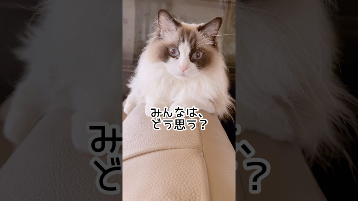 【どうにもとまらない猫】#猫 #猫のいる暮らし #スリスリ #ノルウェージャンフォレストキャット #ラグドール #shorts